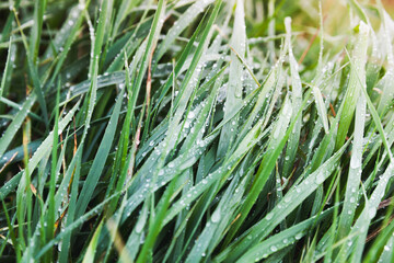 Obraz premium Green wet grass in a summer morning. Natural background photo