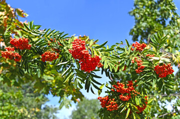 Rowan berries, Mountain ash (Sorbus)