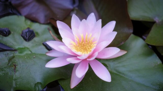 Close up of purple lotus in the pond. Slow motion, shallow depth of field. 