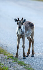Young domestic reindeer calf standing by the road on a summer day near Kuusamo, Finland, Northern...