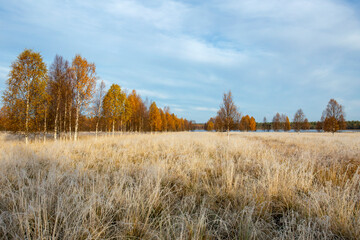 Early morning landscape on the meadow with frozen grass and colorful birch trees