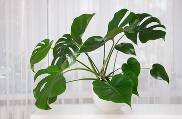 Monstera Deliciosa plant in a white pot indoors. Leaves close up.