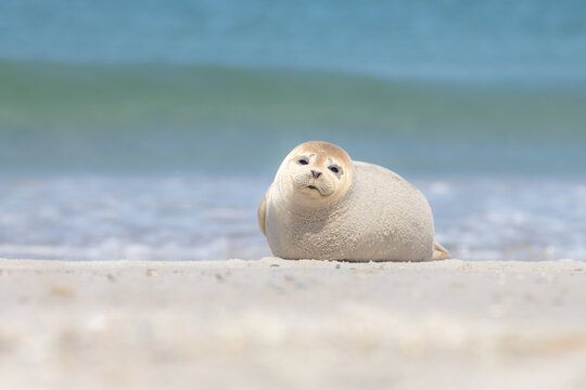 Seal on the beach
Zeehond op het strand