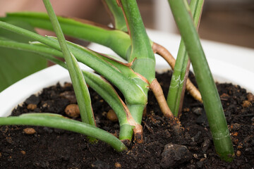 Obraz premium Monstera Deliciosa plant in a white pot indoors. Leaves close up.