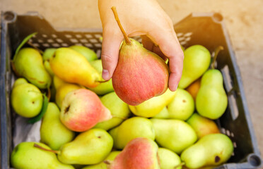 A farmer holds a ripe pear in his hands against the background of a freshly harvested pear in a box. Healthy, natural fruits. Selective focus.