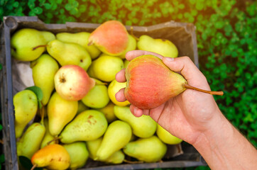 A farmer holds a ripe pear in his hands against the background of a freshly harvested pear in a box. Healthy, natural fruits. Selective focus.