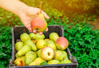 A farmer holds a ripe pear in his hands against the background of a freshly harvested pear in a box. Healthy, natural fruits. Selective focus.
