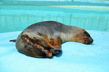 Fototapeta premium 姫路市立動物園 オタリア