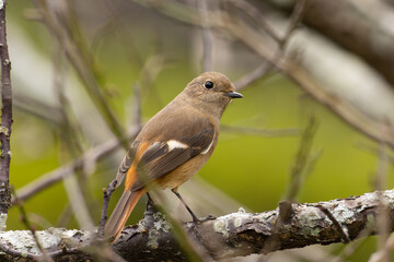 振り向くジョウビタキの雌