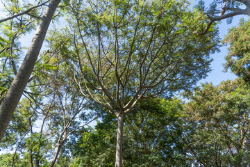 trees