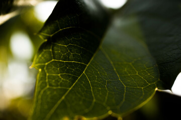 Green Leaf