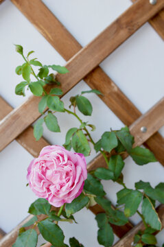 Vibrant Soeur Emmanuelle rose blossom on a wooden trellis