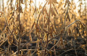 Close up of the soy bean plant