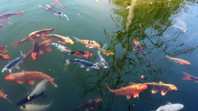 Flock of multicolored koi carps (Cyprinus carpio haematopterus) in the pond of the Japanese garden
