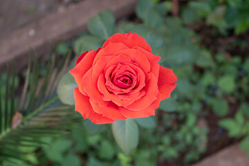 Red rose