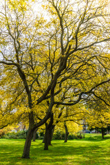 Naklejka premium Autumn At Seattle Park 4