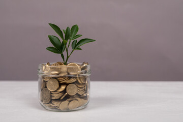 Münzen mit Pflanze, Konzept Geld