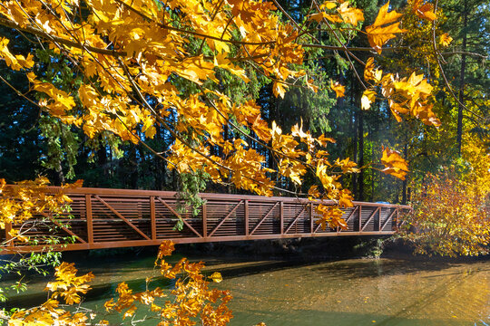 Beautiful landscape of autumn foliage with bright yellow leaves with scenic bridge and a background of lush evergreens.
