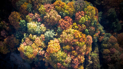 colorful foliage in a forest