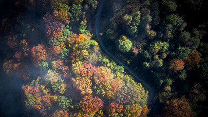 Fototapeta na wymiar colorful foliage in a forest