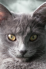 Close up portrait of gray cat with with a female hand on a green background. The hostess gently strokes the cat. Concept veterinary clinic or animal feed