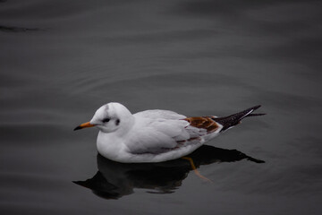 black headed gull
