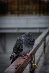 pigeon on the wall