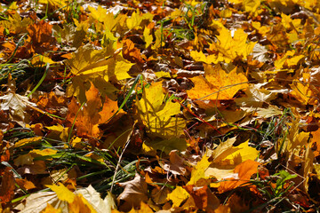 Beautiful autumn background from golden maple leaves