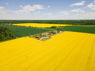 Canola - rapeseed farm with fields around. Farming in Europe.