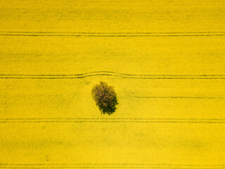 Rapeseed field with a tree from above. Canola seed.
