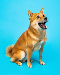 Happy wide shocked surprised smile cute dog Shiba Inu on blue background. Sitting and looking side. attentive curious look. Isolated Animal studio shot. Square composition