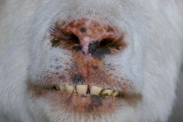 Funny goat on the farm. Goats are smiling, teeth close-up.