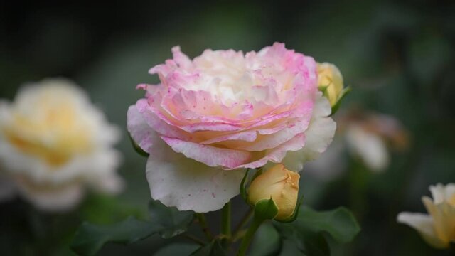 Close up of a pink rose flower on green background. Slow motion, shallow depth of field. 