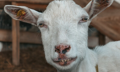 Funny goat on the farm. Goats are smiling, teeth close-up.