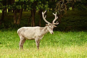 Naklejka na ściany i meble White deer at the lawn