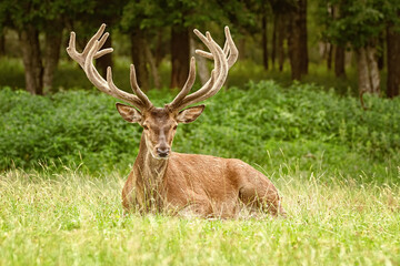 Naklejka na ściany i meble Deer with big horns