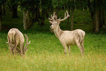 Naklejka na ściany i meble White deers at the lawn