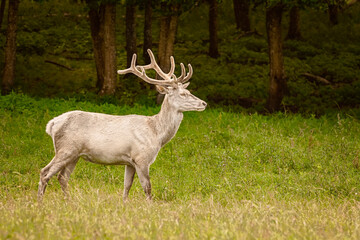 White deer at the lawn