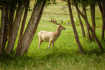 Naklejka na ściany i meble White Deer in the Forest