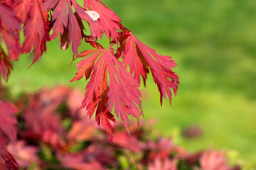 Rote Herbstblätter eines Zierahorns