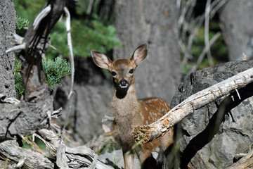 Curious Mule Deer Fawn in Lassen National Forest, California 