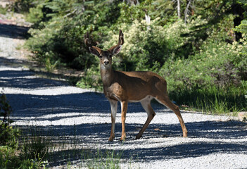 Mule Deer Buck in Lassen National Forest, California