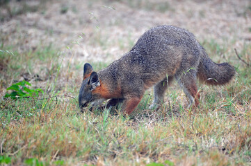 Fototapeta premium Endangered San Miguel Island Fox Foraging on San Miguel Island, California