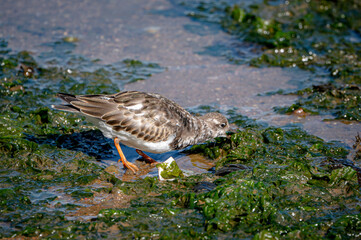Ruddy turnstone, arenaria interpres, wading bird at low tide in Brixham, Devon