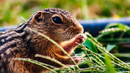 close up of a Squirrel grasping and eating grass