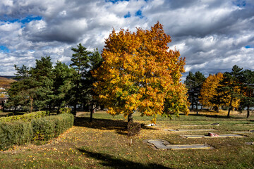 A tree full of colorful autumn leaves in a park with mini golf