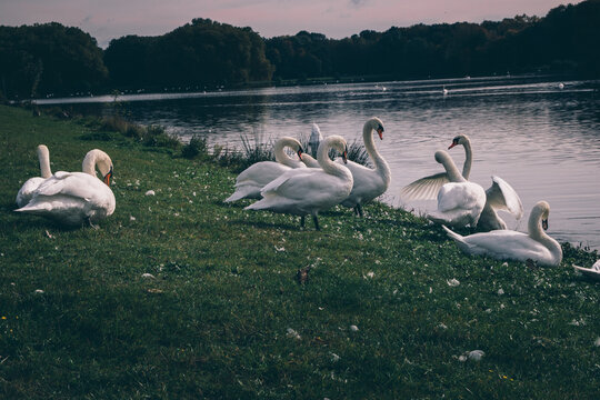 swans at the lake
