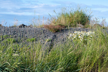 Grassy landscape of plants growing in lava rock at Fagradalsfjall Volcano Iceland