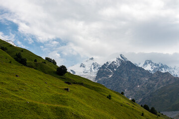 Fototapeta premium A panoramic view on the snow-capped peaks of Tetnuldi, Gistola and Lakutsia in the Greater Caucasus Mountain Range in Georgia, Svaneti Region. Hills with lush pastures, sharp peaks, hiking vibes.