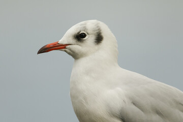 A head shot of a pretty Black-headed Gull, Chroicocephalus ridibundus, in the wild in the UK.